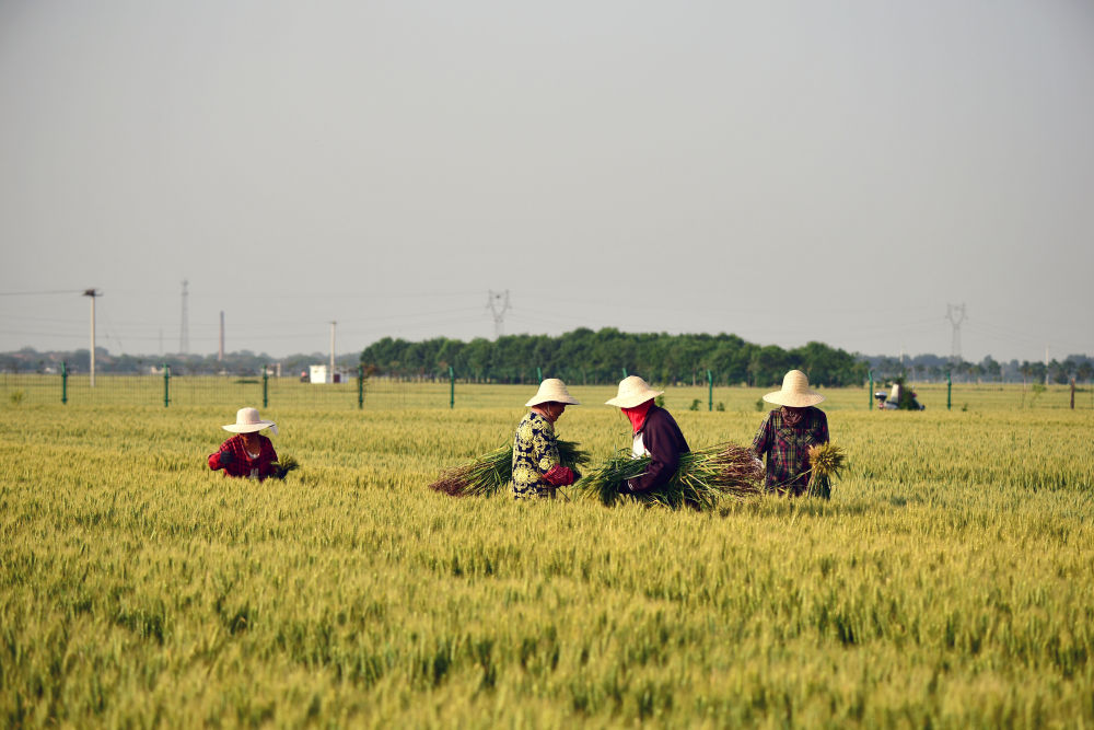 5月15日，农民在河南省焦作市温县祥云镇小麦博物馆附近的麦田里劳作。新华社记者 冯大鹏 摄